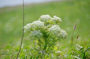 どなたか、この花の名前を教えてください・・・