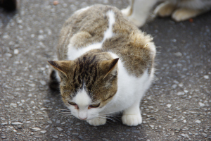 田代島の猫神様